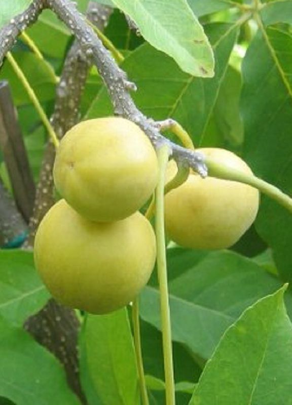 Cochitzapotl White Sapote FRUIT TREE Casimiroa edulis LIVE small Pot'd Plant eBay
